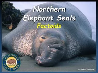 Northern Elephant Seals Factoids
