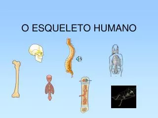o esqueleto humano
