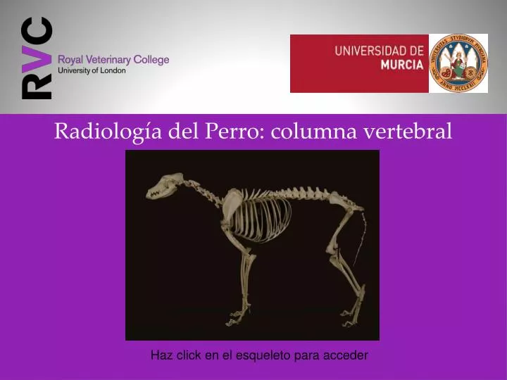 radiolog a del perro columna vertebral