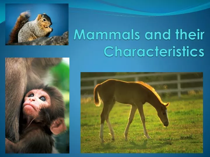 mammals and their characteristics