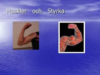muskler och styrka