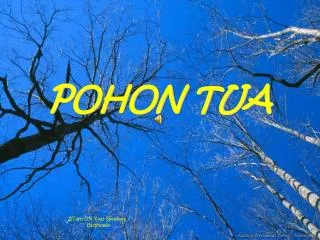 pohon tua