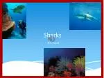 Sharks - slide 1