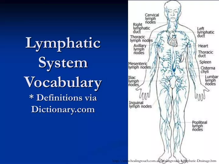 lymphatic system vocabulary definitions via dictionary com