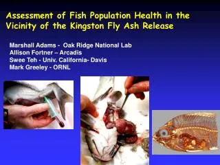 Assessment of Fish Population Health in the Vicinity of the Kingston Fly Ash Release