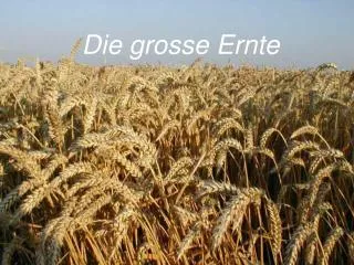 die grosse ernte