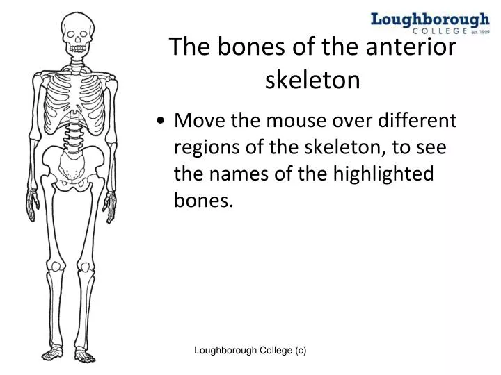 PPT - The bones of the anterior skeleton PowerPoint Presentation, free ...