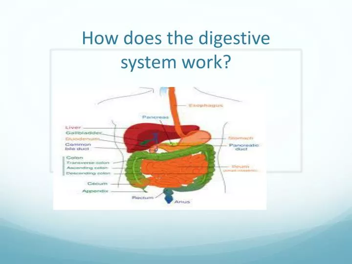 how does the digestive system work