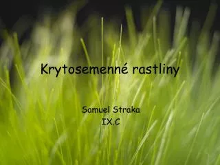 krytosemenn rastliny
