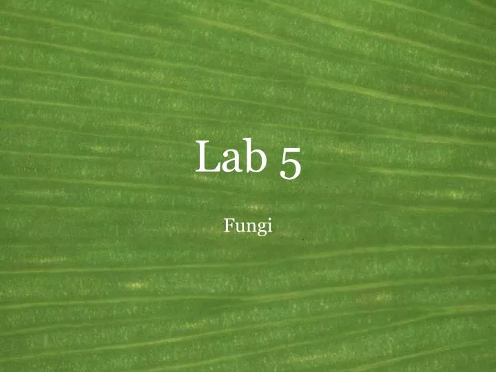 lab 5