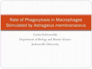 Rate of Phagocytosis in Macrophages Stimulated by Astragalus membranaceus