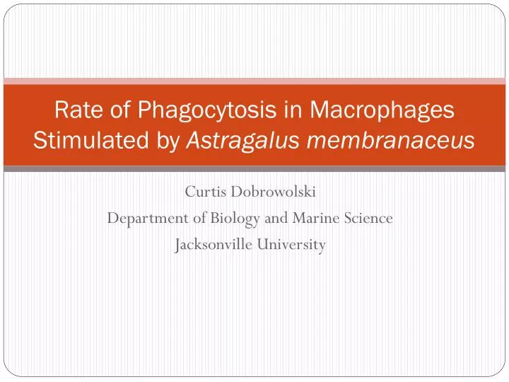 rate of phagocytosis in macrophages stimulated by astragalus membranaceus