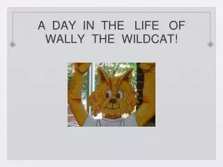 A DAY IN THE LIFE OF WALLY THE WILDCAT!
