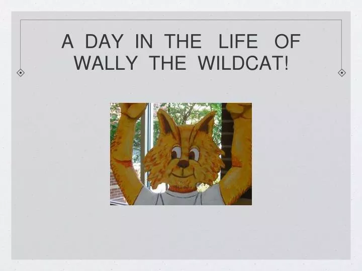 a day in the life of wally the wildcat