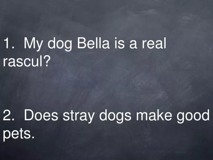 1 my dog bella is a real rascul 2 does stray dogs make good pets