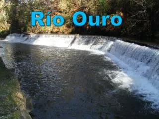 r o ouro