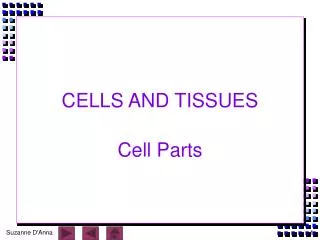 CELLS AND TISSUES