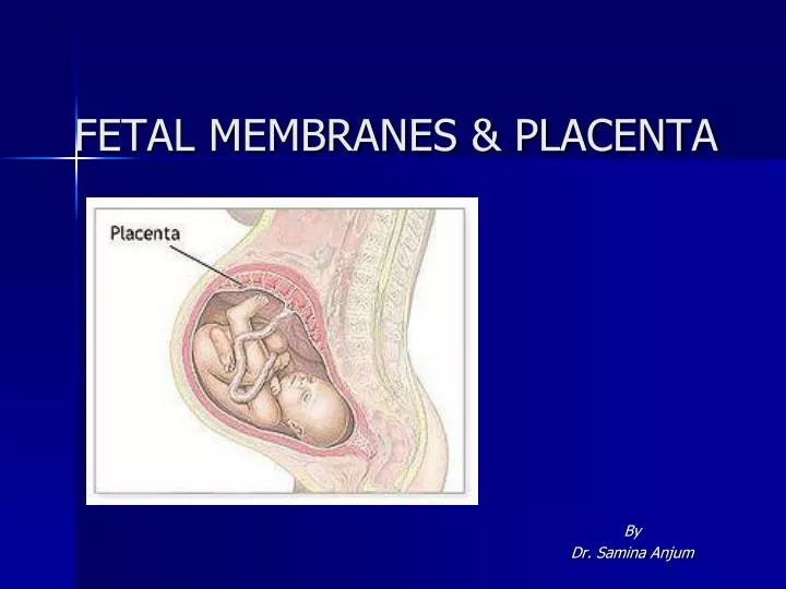 fetal membranes placenta