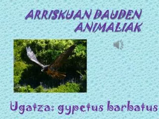 ugatza gypetus barbatus
