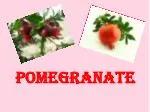 POMEGRANATE - slide 1