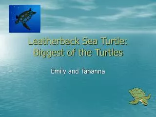 Leatherback Sea Turtle: Biggest of the Turtles