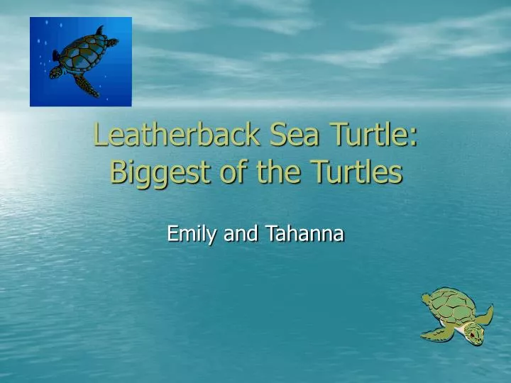 leatherback sea turtle biggest of the turtles