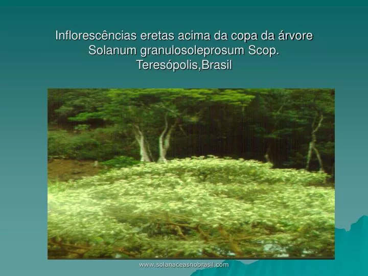 infloresc ncias eretas acima da copa da rvore solanum granulosoleprosum scop teres polis brasil
