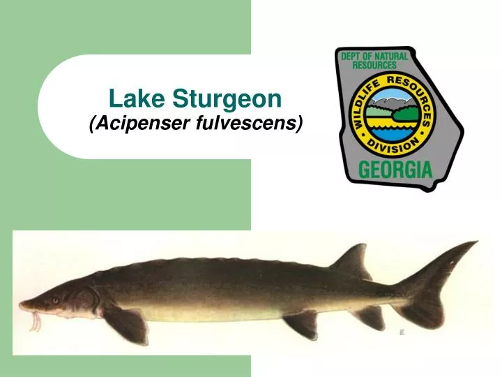 lake sturgeon acipenser fulvescens