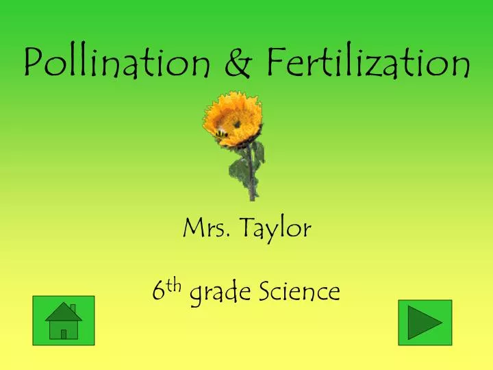 pollination fertilization
