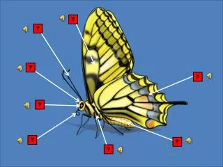 Fore Wings The two upper wings.