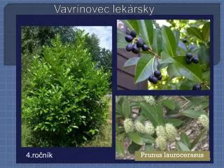 prunus laurocerasus