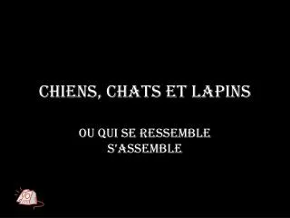 chiens chats et lapins