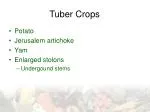 Tuber Crops - slide 1