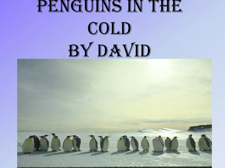 penguins in the cold by david
