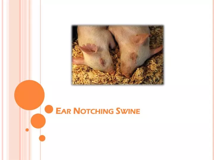 ear notching swine