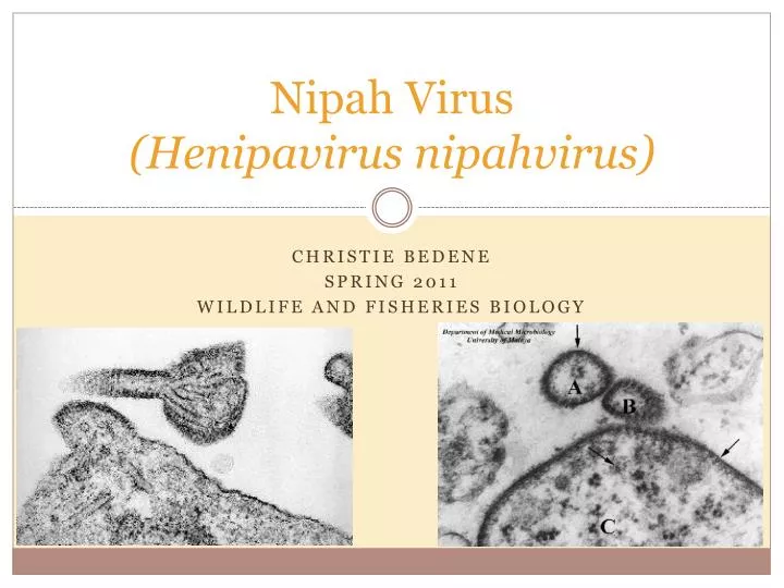 nipah virus henipavirus nipahvirus