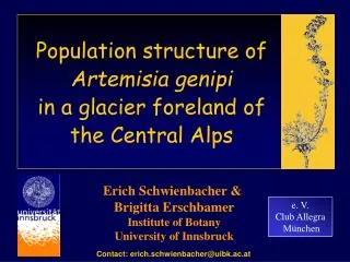 Population structure of Artemisia genipi in a glacier foreland of the Central Alps
