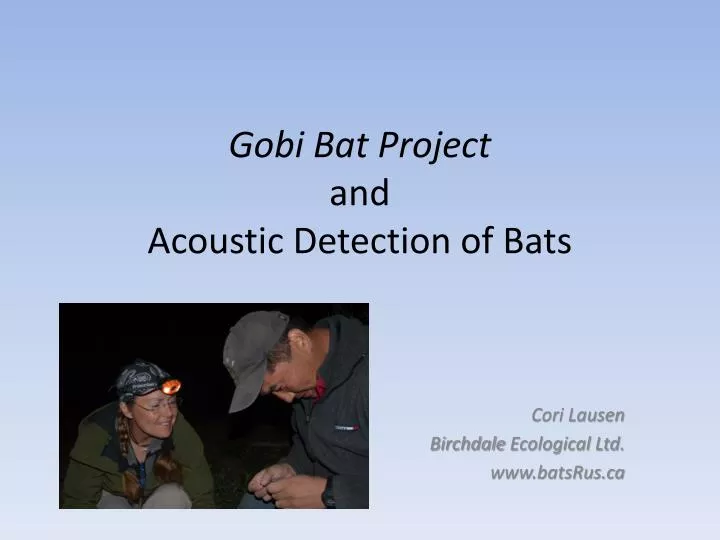 gobi bat project and acoustic detection of bats