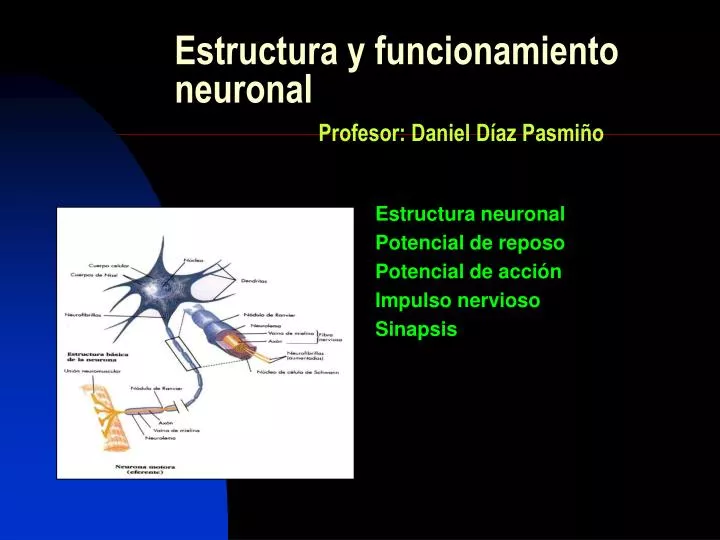 estructura y funcionamiento neuronal profesor daniel d az pasmi o