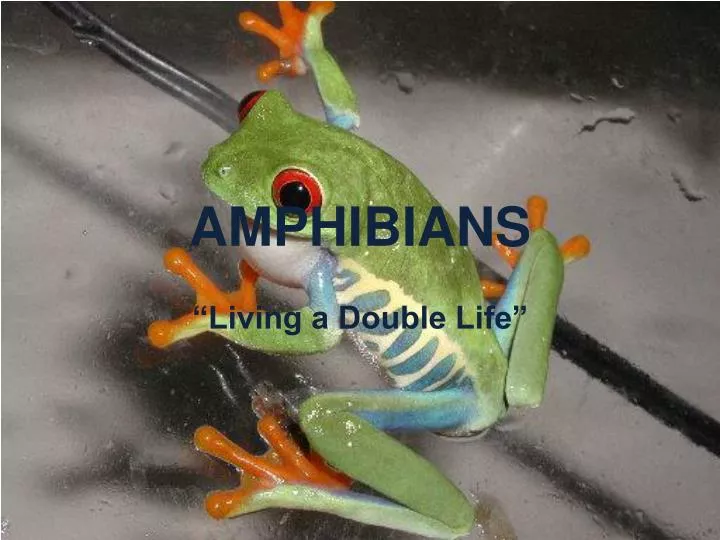 PPT - AMPHIBIANS PowerPoint Presentation, Free Download - ID:4941538