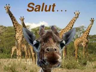 salut