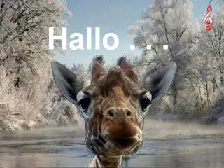 hallo