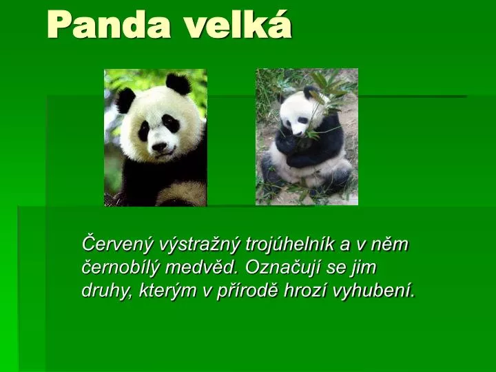 panda velk