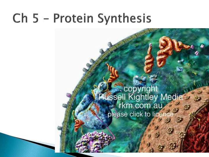 ch 5 protein synthesis