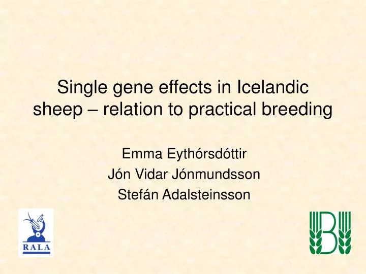 single gene effects in icelandic sheep relation to practical breeding