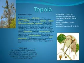 topola