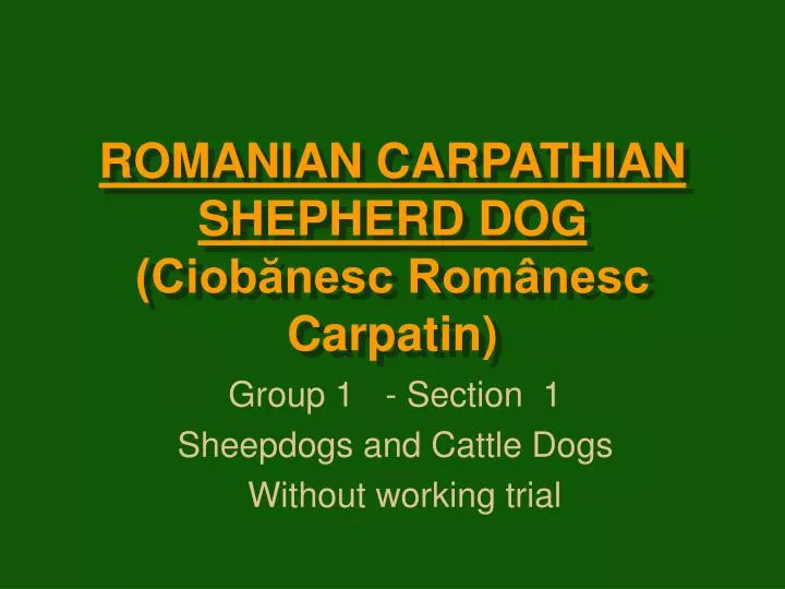 romanian carpathian shepherd dog ciob nesc rom nesc carpatin