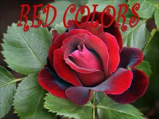 RED COLORS