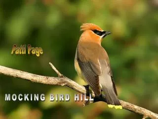 MOCKING BIRD HILL