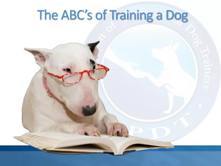the abc s of training a dog